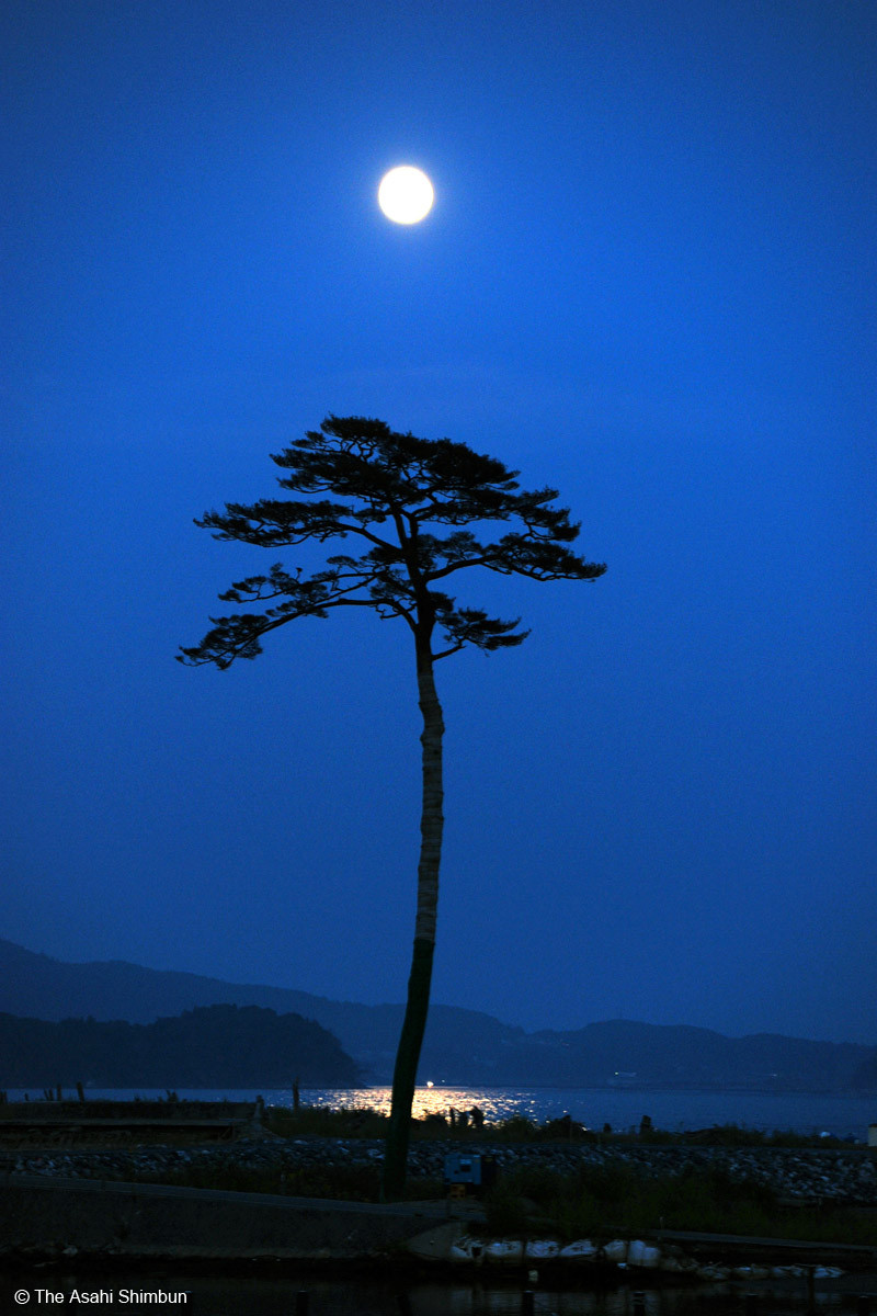 Cây thông kì diệu. Cây thông duy nhất còn sót lại sau đợt sóng thần dữ dội ngày 11.03.2011. Ảnh chụp ngày 12.09.2011 tại thành phố Rikuzentakata, quận Iwate.Chỉ một cây thông duy nhất còn sót lại sau đợt sóng thần dữ dội. Ngọn thông giờ đứng trơ trọi một mình ở Takadamatsubara, một điểm du lịch nổi tiếng tại Rikuzentakata, quận Iwate. Ánh sáng trăng phủ nhẹ nhàng lên cây như một sự cảm thông. Ngọn thông vốn đang chết dần chết mòn nhưng người ta đã thu thập các nhánh ghép lấy từ ngọn thông này nhằm tiếp nối sự sống của cây đến các thế hệ sau.Ảnh chụp ngày 12/9/2012 tại thành phố Rikuzentakata, quận Iwate. Bản quyền thuộc về báo Asahi Shimbun (bản quyền bao gồm nơi sử dụng hình ảnh).