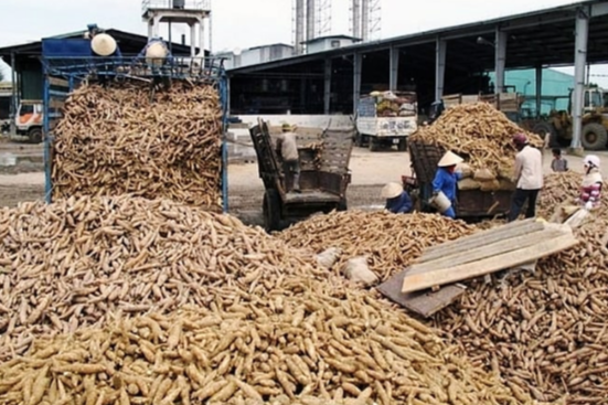 Tinh bột sắn là một trong những mặt hàng gặp vướng mắc trong hoàn thuế VAT thời gian qua. (Ảnh minh họa: ST). Tinh bột sắn là một trong những mặt hàng gặp vướng mắc trong hoàn thuế VAT thời gian qua. (Ảnh minh họa: ST).