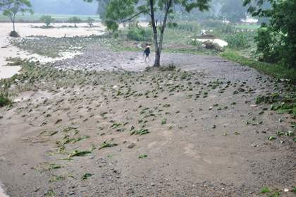 Từ đô thị tới nông thôn đều bị tàn phá