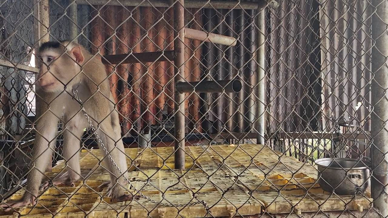 Khỉ đuôi lợn thuộc nhóm IIB trong danh mục động vật rừng nguy cấp quý hiếm. Khỉ đuôi lợn thuộc nhóm IIB trong danh mục động vật rừng nguy cấp quý hiếm.