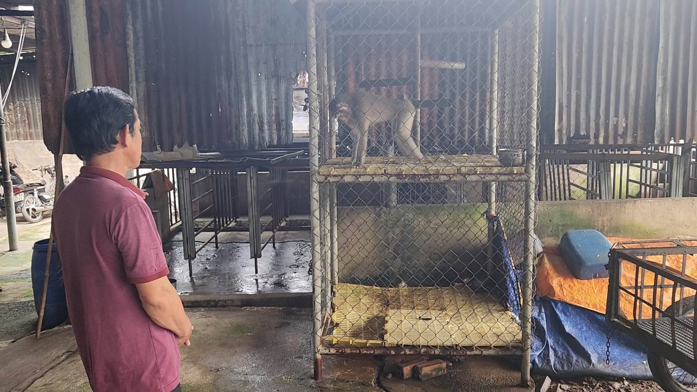 Con khỉ đuôi lợn do ông Phạm Văn Thinh nuôi dưỡng. Con khỉ đuôi lợn do ông Phạm Văn Thinh nuôi dưỡng.