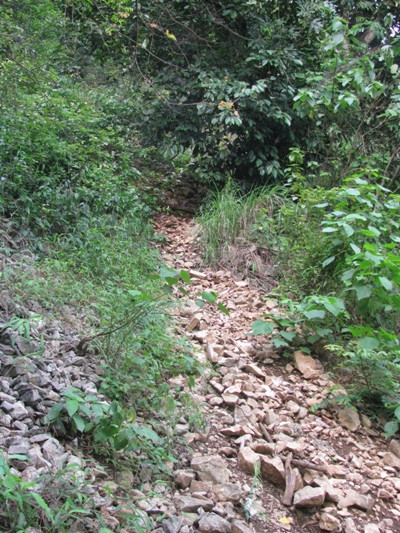 Lối mòn đường gỗ đi từ rừng ra, chỉ cần một thời gian ngắn là cỏ mọc lại. Ảnh: Hoàng Lam.