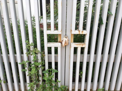  Ổ khóa hoen gỉ sau cả năm trời chịu mưa nắng