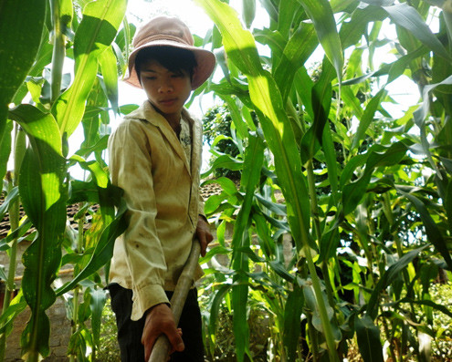 Hết chăn bò, mót củi, Lành lại vào ruộng ngô cắt lá, sao cỏ. Ảnh: Hoàng Phương.