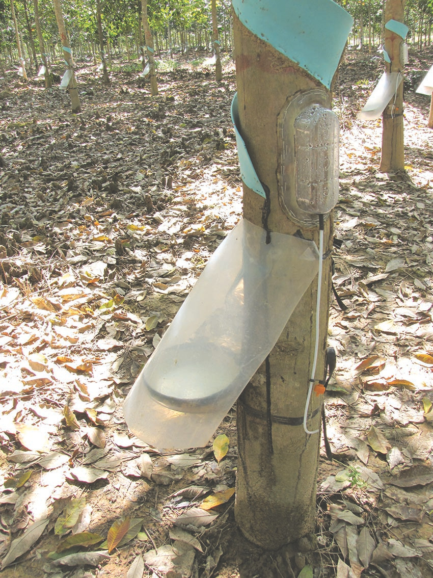 Bơm khí Etilen khiến mủ cao su chảy lâu gấp 3 thời gian bình thường