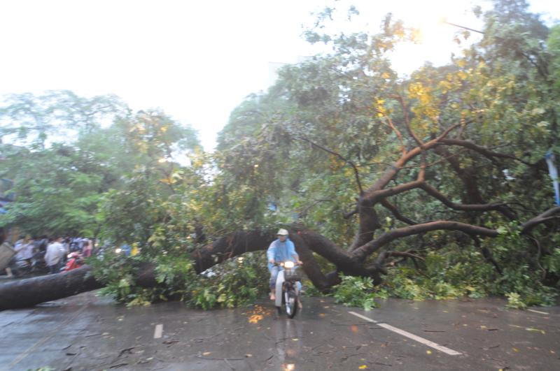 Trước cổng trường THPT Việt Đức (phố Lý Thường Kiệt), một cây cổ thụ khác cũng đổ ngang đường