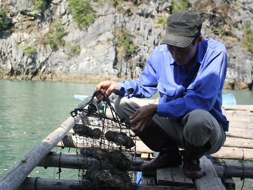 Lồng ngọc trai bị trôi đi hết, số còn lại thu vớt được cũng bị há miệng. Ảnh: Phan Dương