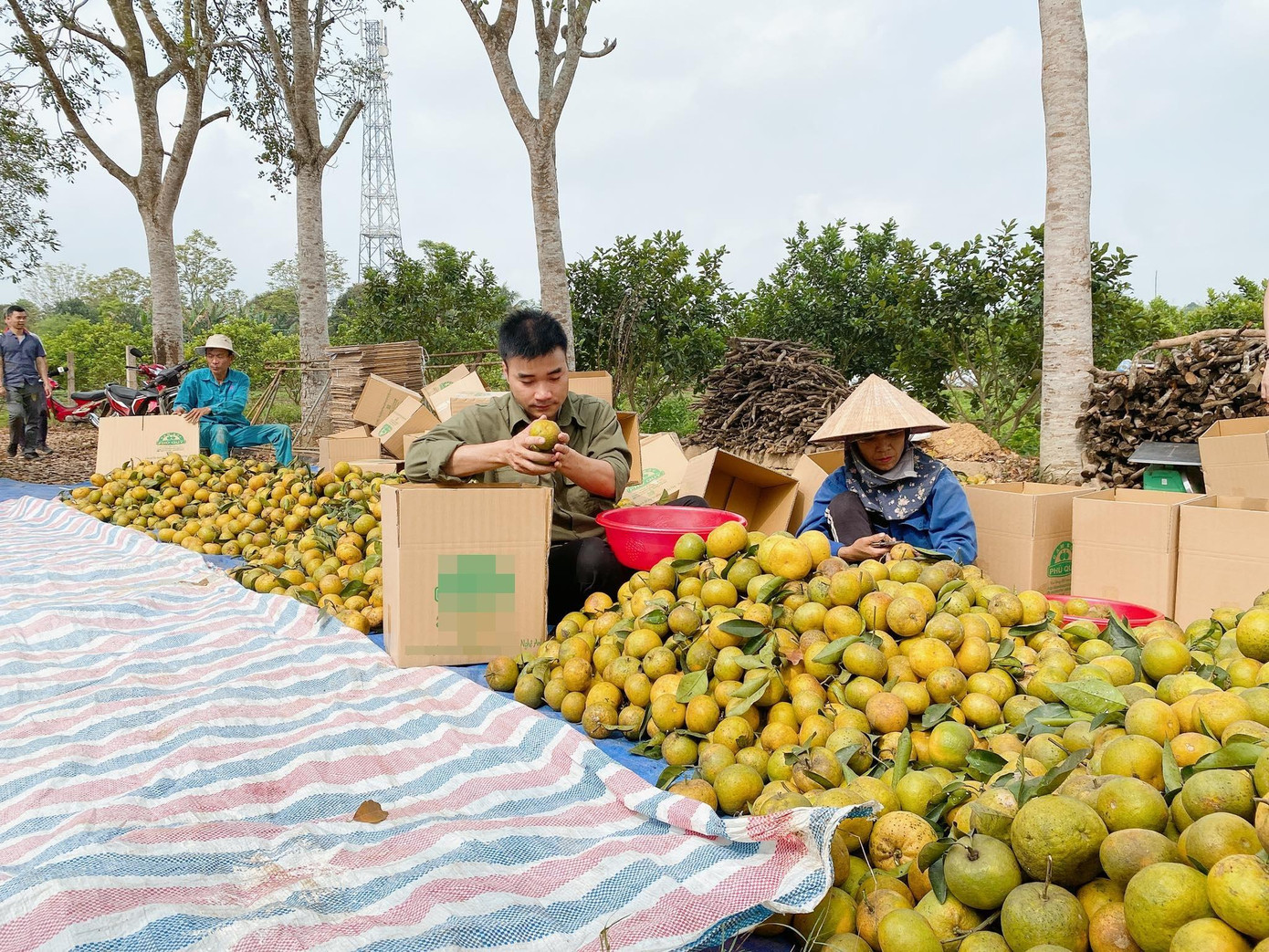 "Anh nông dân" 9x chung tay hỗ trợ bà con tiêu thụ cam, mận... "Anh nông dân" 9x chung tay hỗ trợ bà con tiêu thụ cam, mận...