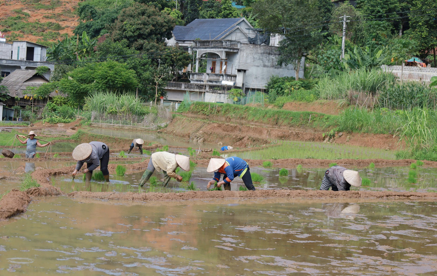 Người dân ở Mường Vang đang dần phủ xanh ruộng bậc thang.