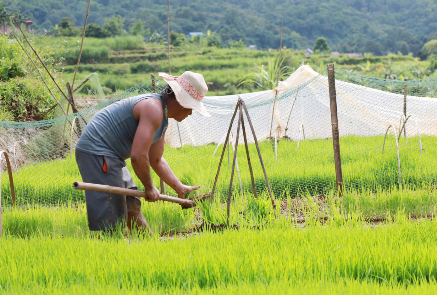 Bà Bùi Thị Oanh (55 tuổi, thôn Rài) vui mừng nói gia đình mình hiện tích cực cày bừa để chuẩn bị cấy vụ mùa và cho những mùa vàng bội thu.