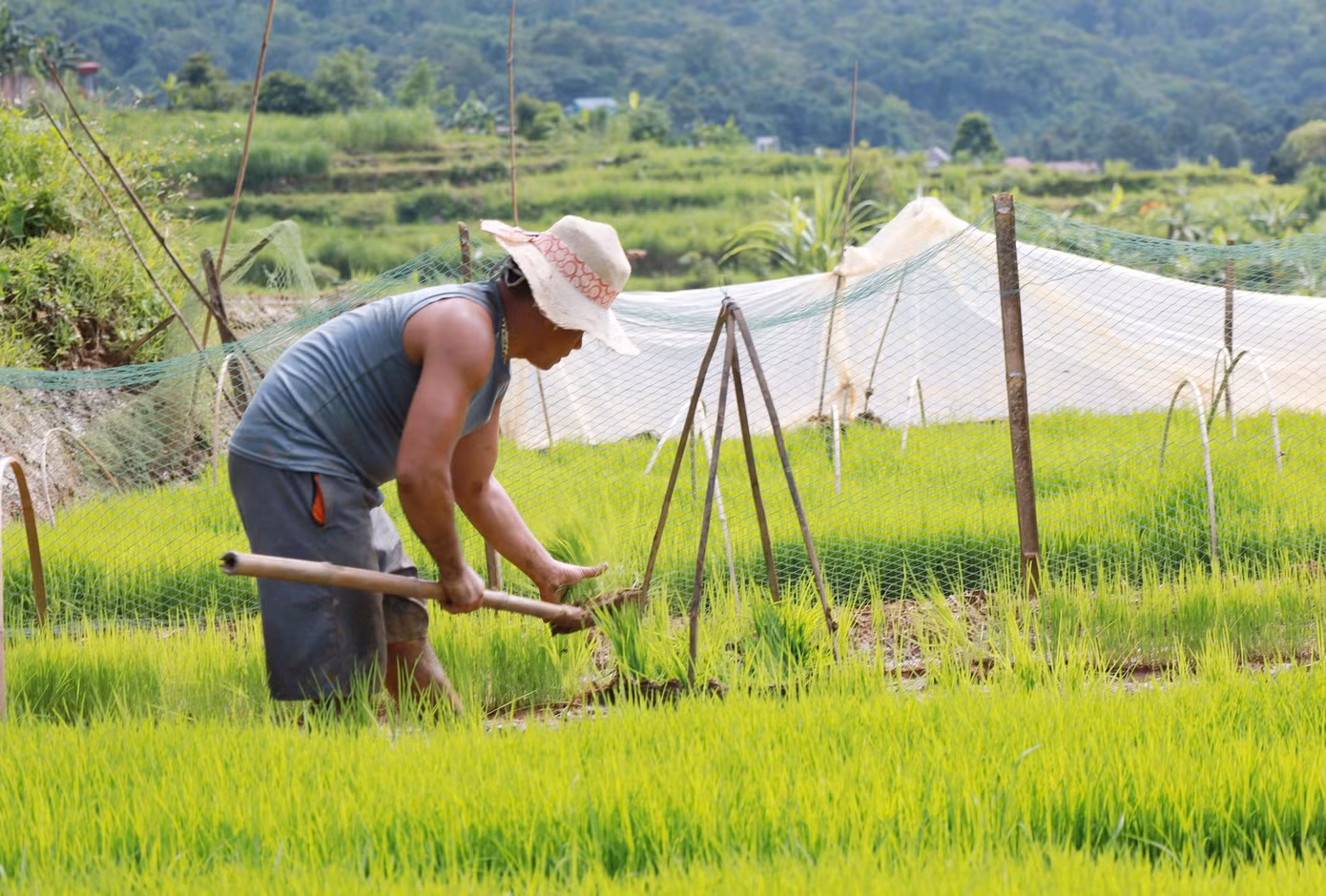 Bà Bùi Thị Oanh (55 tuổi, thôn Rài) vui mừng nói gia đình mình hiện tích cực cày bừa để chuẩn bị cấy vụ mùa và cho những mùa vàng bội thu.