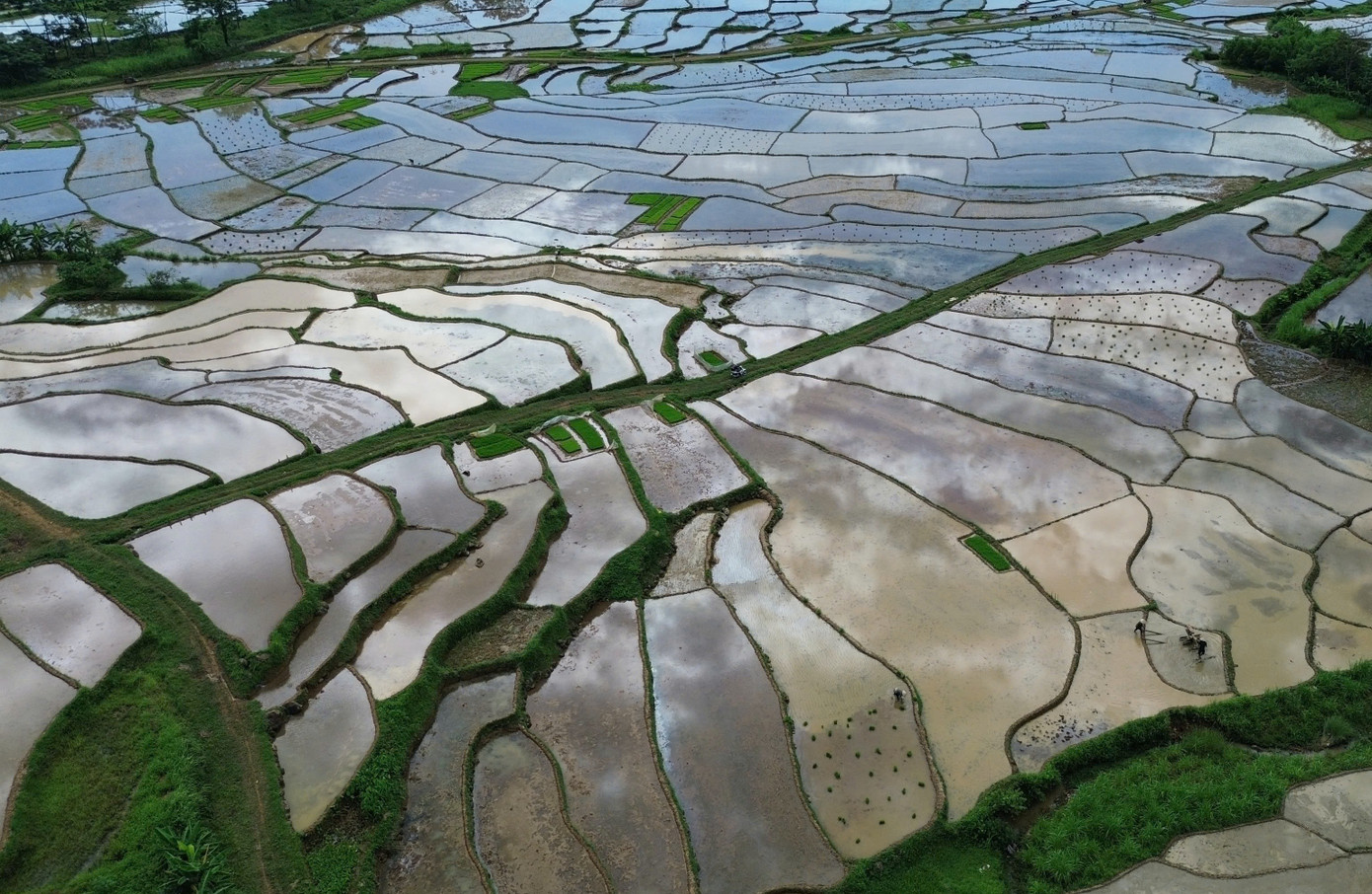 Ánh nắng vàng của mùa hè, hòa quyện với dòng nước đầy phù sa trên các ruộng bậc thang tạo ra vẻ đẹp lung linh.