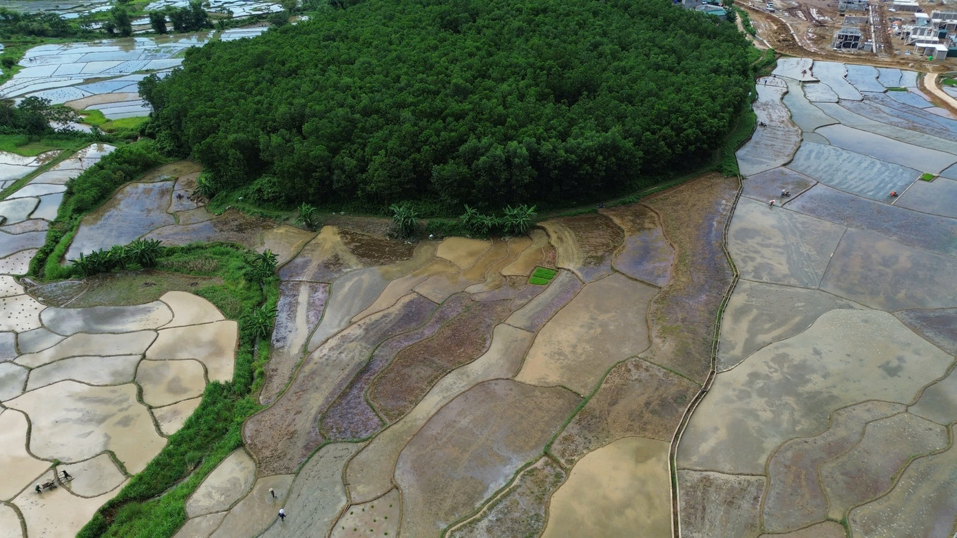 Theo người dân Mường Vang, việc trồng lúa giờ không chỉ bảo đảm lương thực mà còn phục vụ du lịch. “Cùng với Mường Bi, Mường Vang cũng có ruộng bậc thang tuyệt đẹp, nên chúng tôi sẽ tận dụng lợi thế để phát triển du lịch, tăng thu nhập cho gia đình”, ông Nghịch chia sẻ thêm.