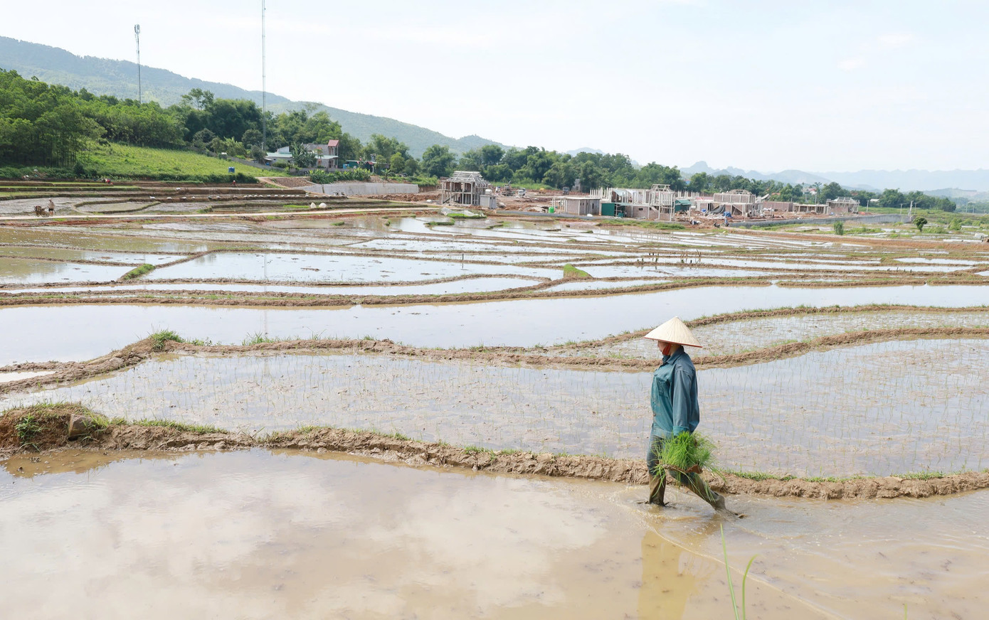 Những thửa ruộng bậc thang khi cấy xong được phủ màu lúa xanh, uốn lượn mềm mại, như những dải lụa vắt ngang sườn đồi.