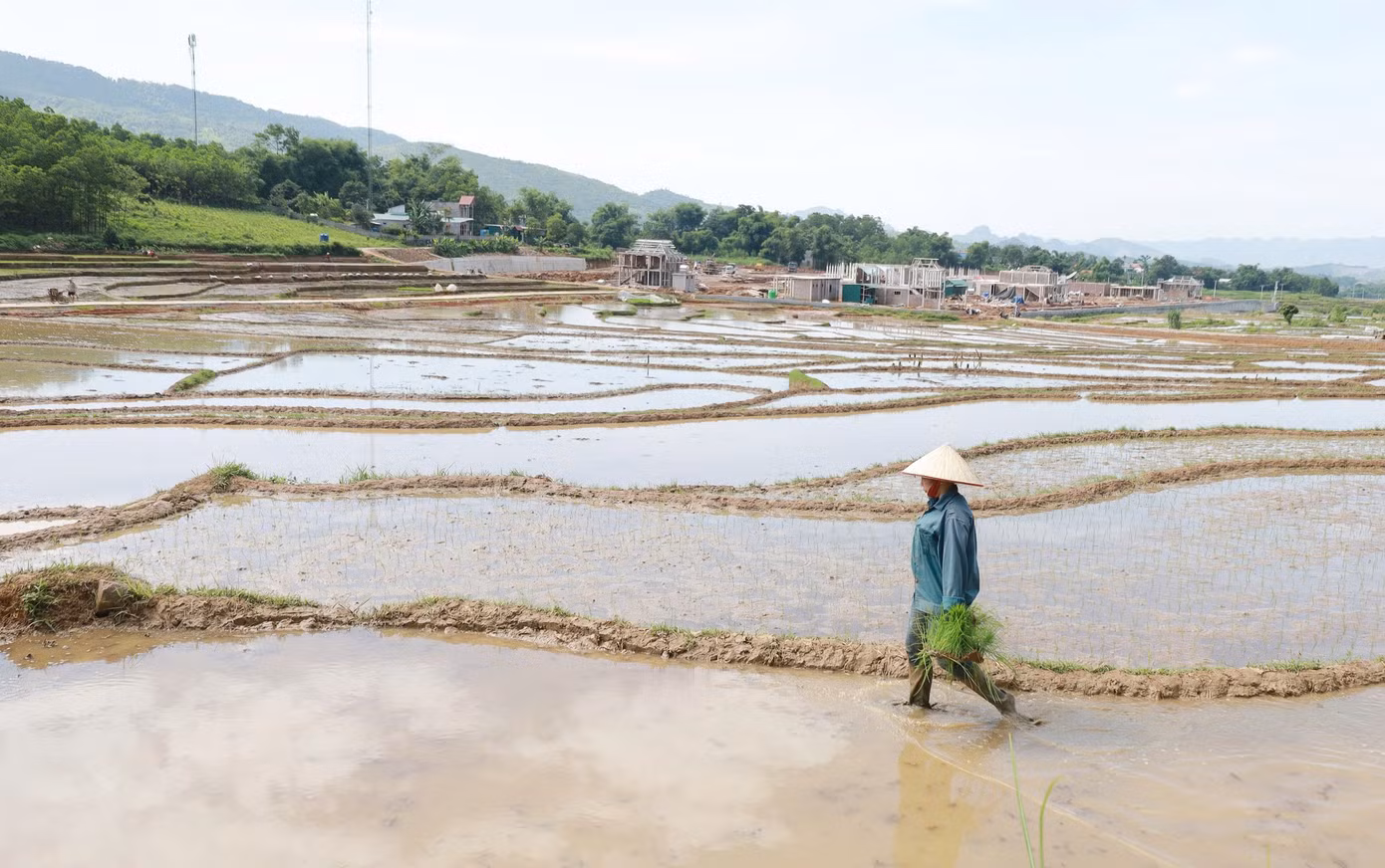 Những thửa ruộng bậc thang khi cấy xong được phủ màu lúa xanh, uốn lượn mềm mại, như những dải lụa vắt ngang sườn đồi.