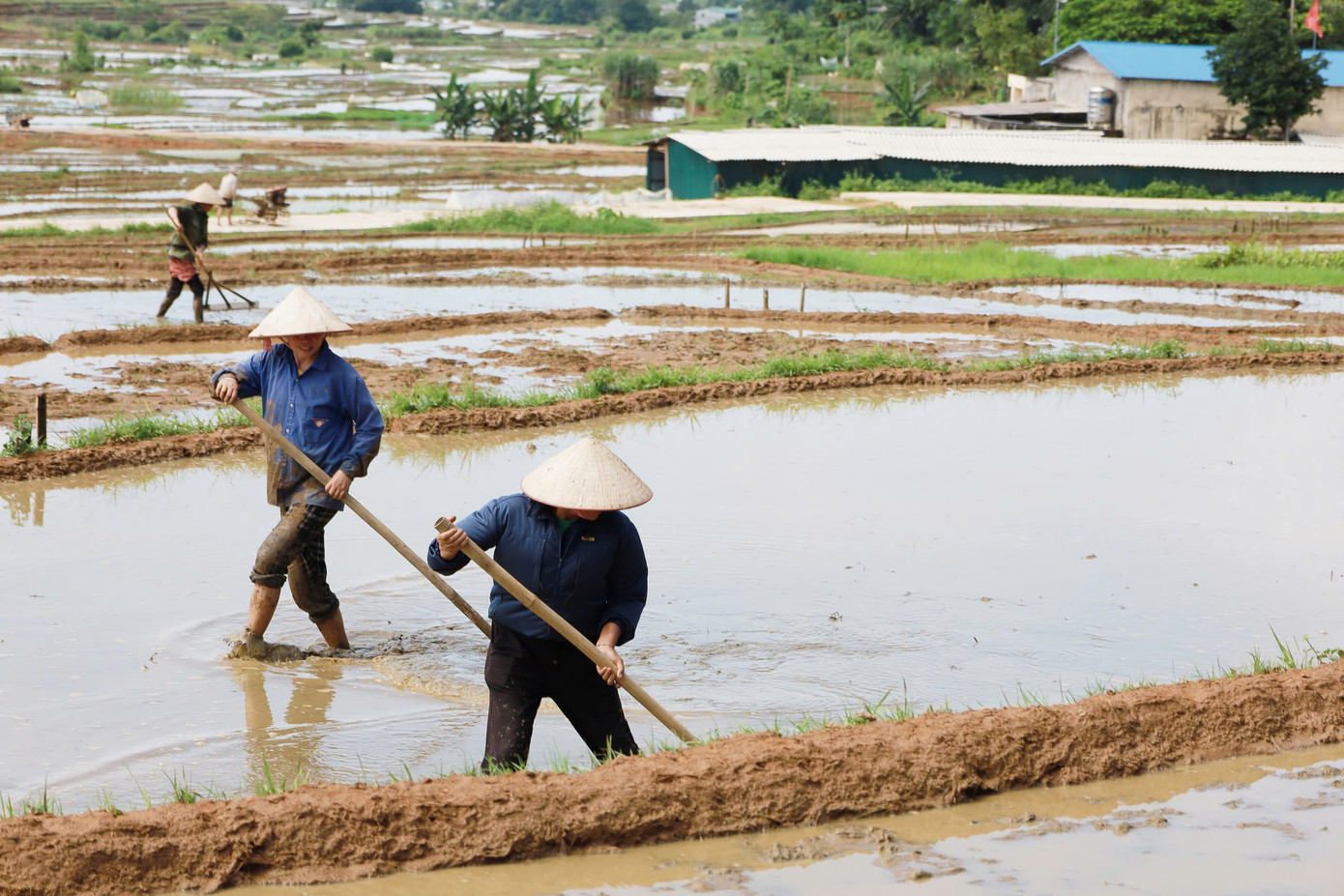 Để có một mùa vàng bội thu, người dân Mường Vang chăm chút những thửa ruộng kỹ càng, cẩn thận. Ông Bùi Văn Nghĩa, (50 tuổi, thôn Rài) nói, muốn được mùa, hạt lúa to tròn, vàng óng như nắng hè thì phải làm đất thật kỹ càng, cẩn thận, sạch sẽ. Lúa phải được tưới tắm bằng dòng nước suối trong lành.