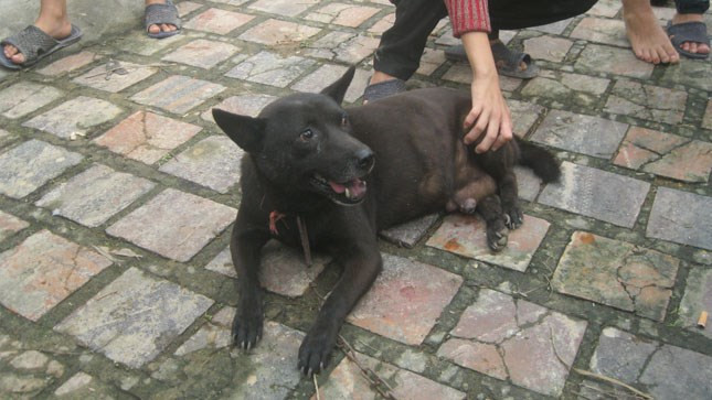 Chú chó kỳ lạ. Chú chó kỳ lạ