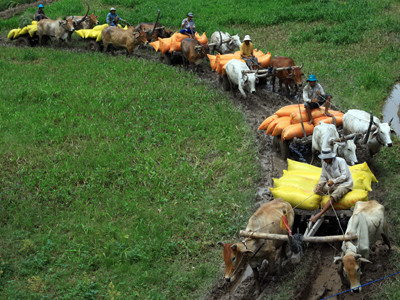 Vận chuyển lúa sau thu hoạch, nay vẫn như xưa. Ảnh: Duy Khương