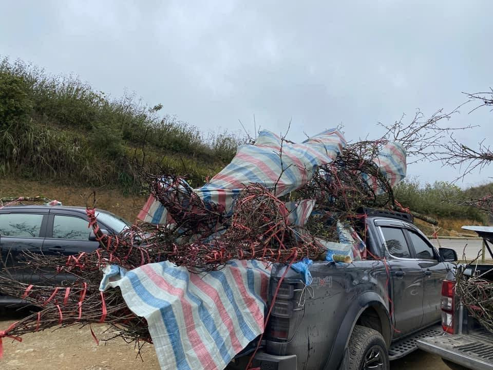 Với mục đích tiết kiệm chi phí vận chuyển, nhiều chủ sở hữu xe bán tải quyết tâm chở nhiều cành đào to lớn trên xe về nhà để trang trí ngày Tết.