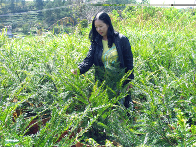 Vườn thông đỏ trồng tại Cam Ly. Vườn thông đỏ trồng tại Cam Ly