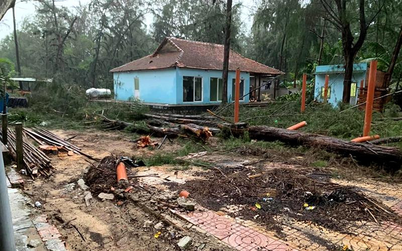 Hàng chục cây phi lao nằm trong khuôn viên dự án Khu du lịch Cam Bình bị đốn hạ. Số cây này có nguồn gốc đầu tư từ vốn ngân sách Nhà nước.