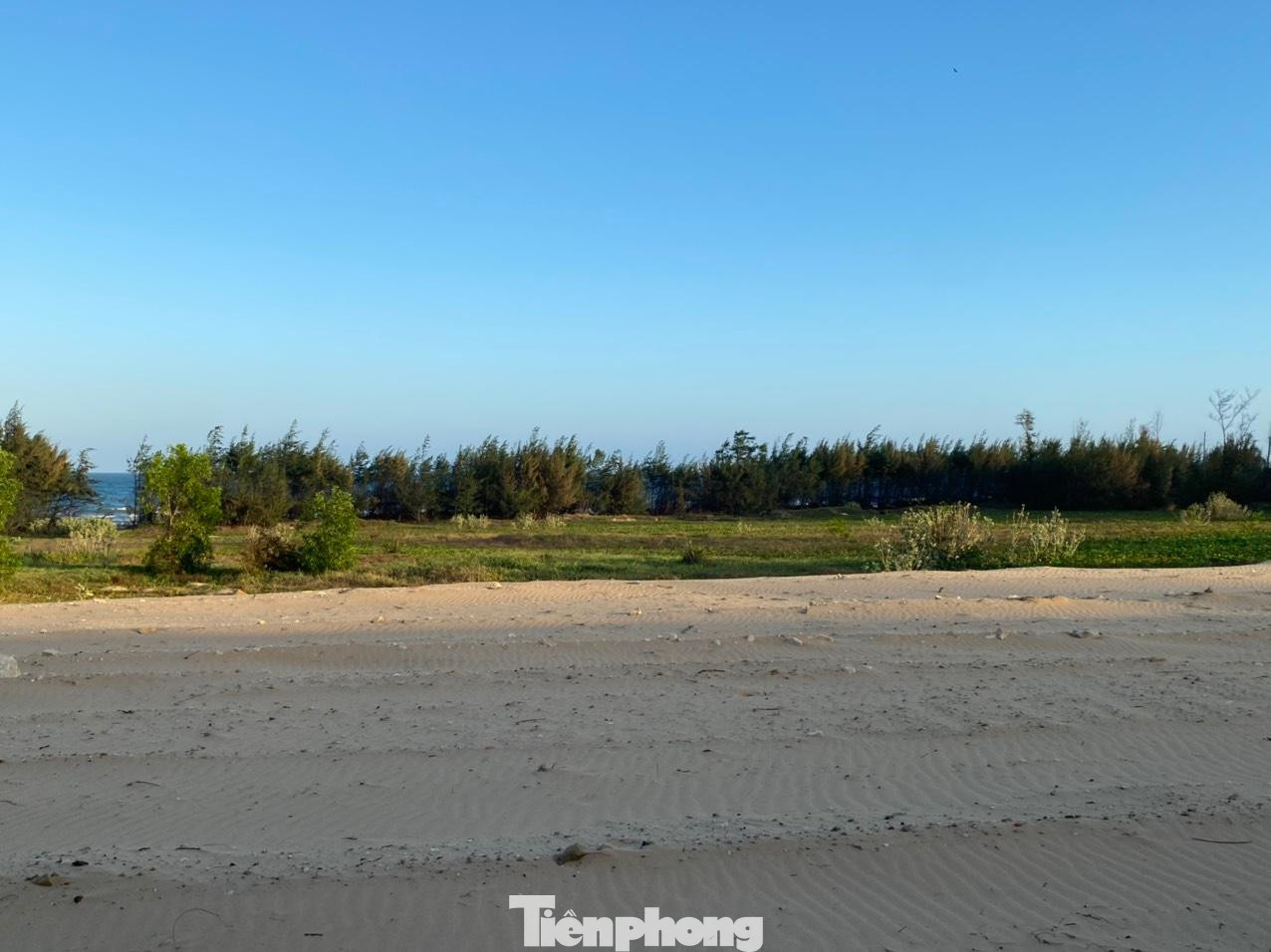 Rừng phi lao chỉ còn ở phía gần biển. Rừng phi lao chỉ còn ở phía gần biển.