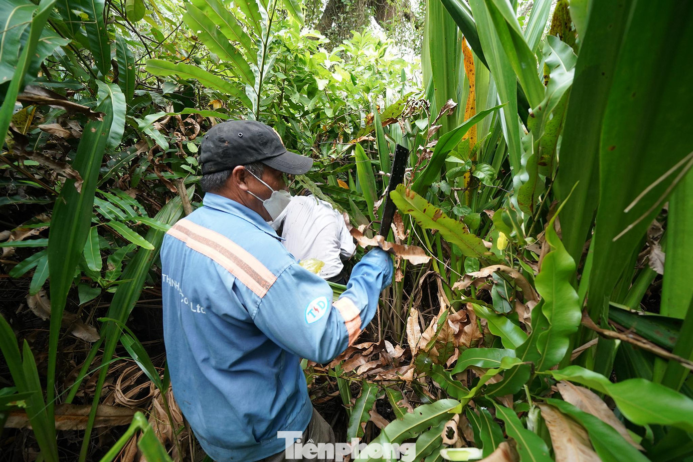 Công nhân Hồ Hữu Trung thuộc Tổng công ty Tư vấn thiết kế giao thông vận tải (TEDI) phát cỏ dại để mở đường đi.