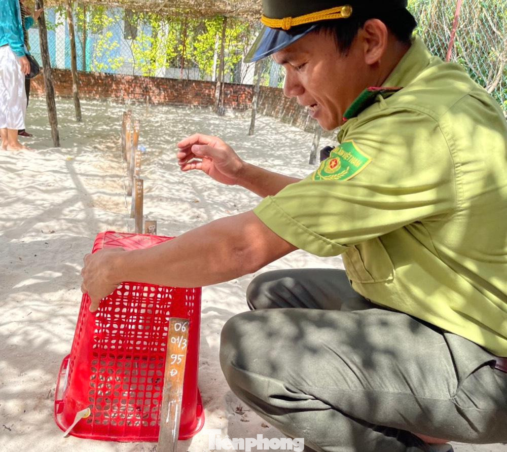 Khi rùa con nở, sẽ chui ra khỏi vỏ trứng và chen nhau leo lên miệng tổ ấp. Nhân viên kiểm lâm sẽ cho rùa con vào giỏ, đưa xuống bờ cát khi con nước cao và mặt trời chưa gay gắt. Hàng trăm, hàng ngàn rùa con chập chững tự bò xuống biển trong quãng đường cỡ vài chục mét.