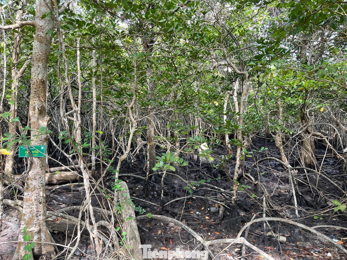 Trên Hòn Bảy Cạnh còn có rừng ngập mặn nguyên sinh.