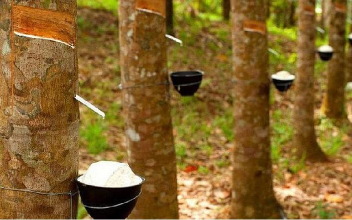 Công ty TNHH Sơn Trang làm đơn tố cáo gửi Công an tỉnh Bình Thuận nói rằng, một số cá nhân đã ngang nhiên tổ chức khai thác mủ cao su của công ty.