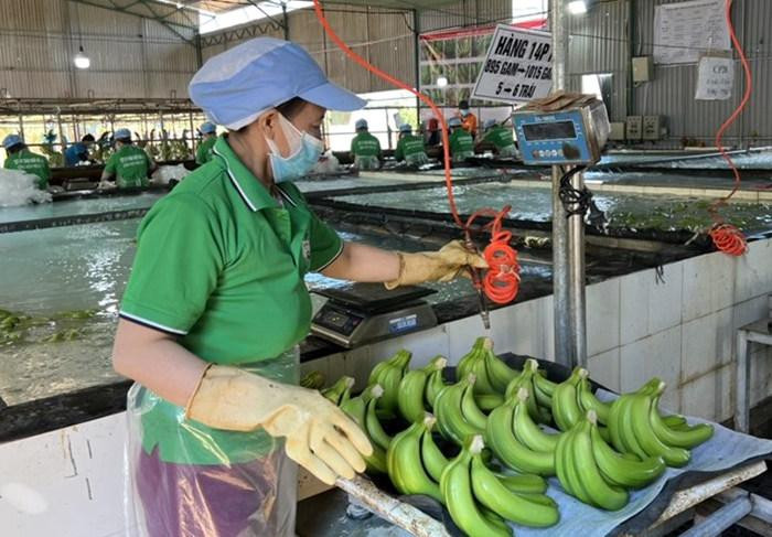 Tình hình kinh doanh của HAG đang tốt lên.