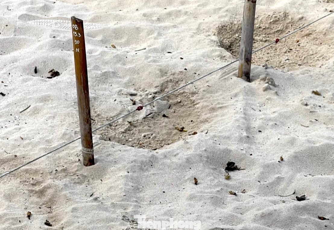 Một tổ trứng rùa biển đang được ấp trên Hòn Bảy Cạnh.