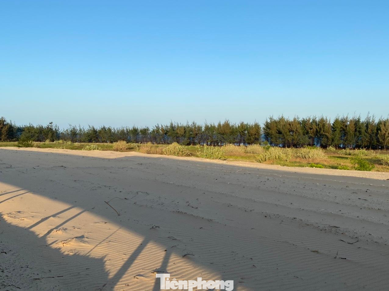 Rừng phi lao chỉ còn lại lưa thưa. Rừng phi lao chỉ còn lại lưa thưa.