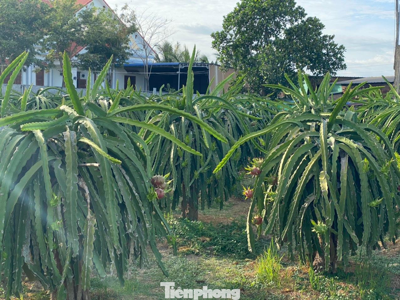 Thanh long Bình Thuận đang rớt giá.