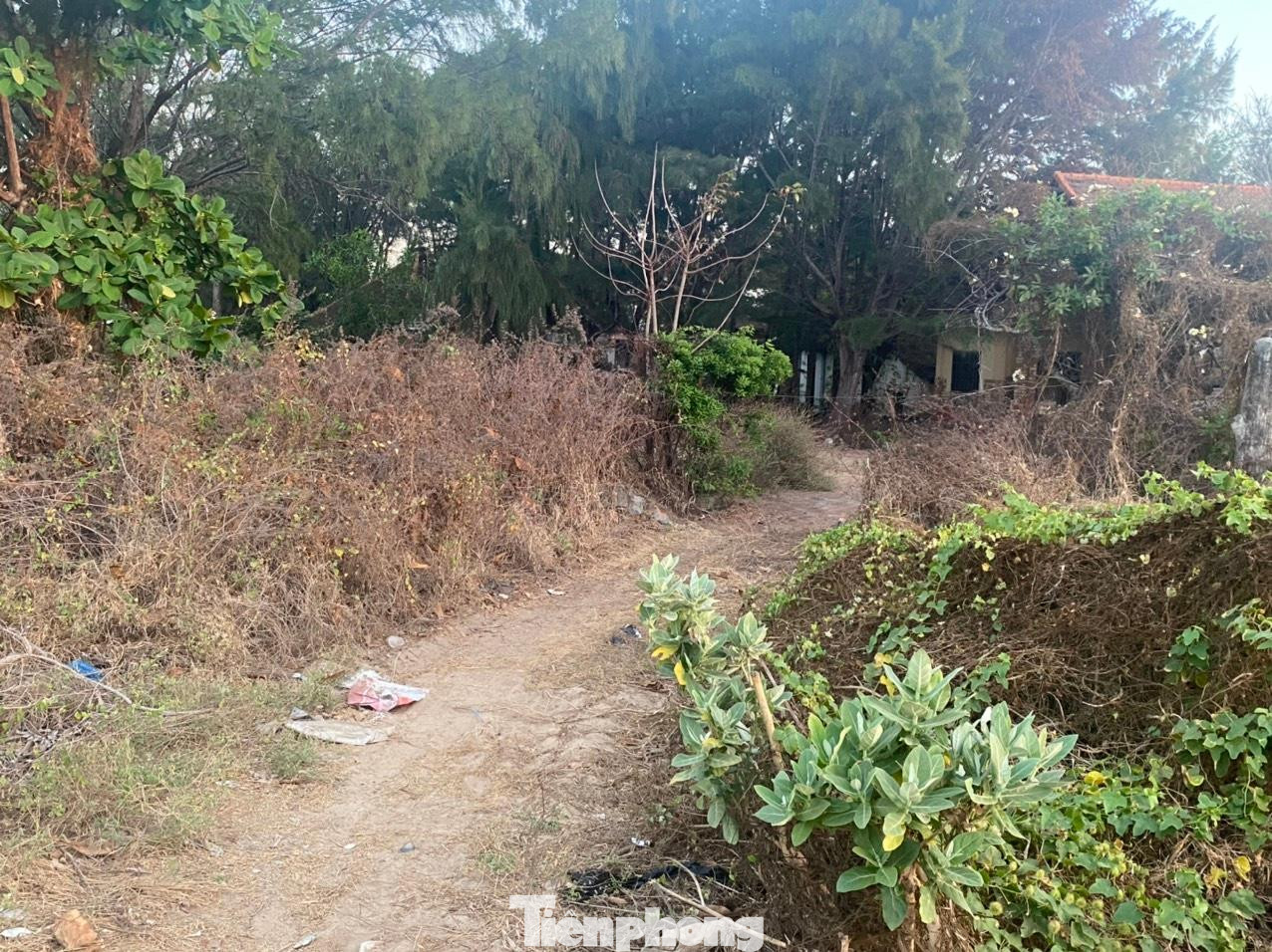 Con đường dẫn vào các resort đều phủ kín cây dại, cỏ mọc um tùm. Con đường dẫn vào các resort đều phủ kín cây dại, cỏ mọc um tùm.