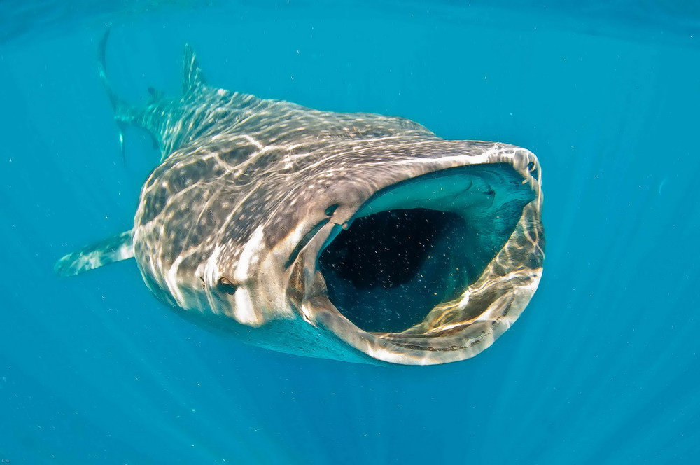 Dù vậy, chiếc miệng rộng và sâu hun hút của chúng vẫn rất ấn tượng