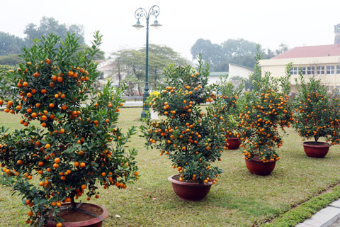 Quất và đào bày một góc trong khu triển lãm