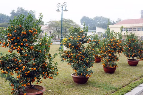 Quất và đào bày một góc trong khu triển lãm. Quất và đào bày một góc trong khu triển lãm