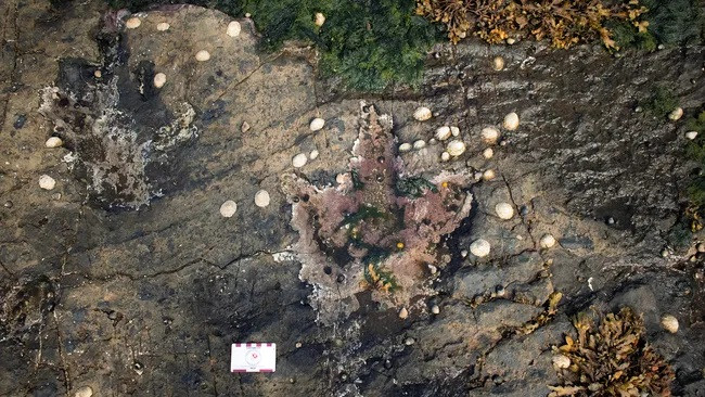 Di tích có hơn 120 dấu chân của nhiều loài khác nhau.(Ảnh: Tone Blakesley)