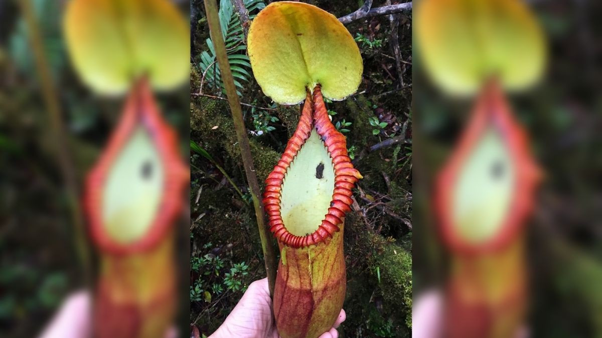 Cây nắp ấm Nepenthes macrophylla với phân động vật mắc kẹt bên cạnh cái bẫy hình ống của nó. Cây nắp ấm Nepenthes macrophylla với phân động vật mắc kẹt bên cạnh cái bẫy hình ống của nó.