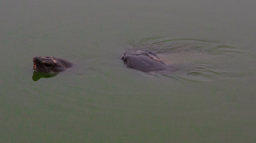 Cụ rùa bơi chậm chạp về phía nhà hàng Thủy Tạ rồi lặng lẽ chuyển hướng về phia đền Ngọc Sơn Ảnh: Tiến Thành