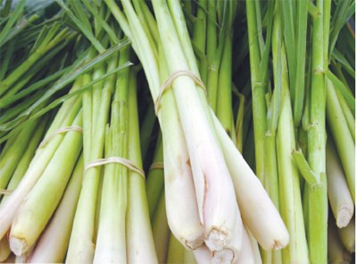 Những phương pháp bảo vệ bạn và gia đình khỏi bị sốt xuất huyết ảnh 3