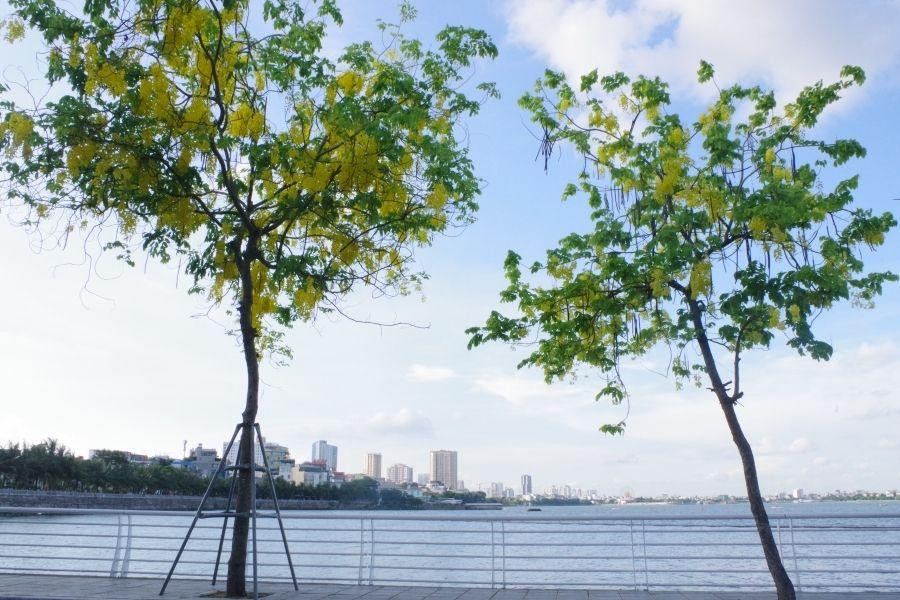 Muồng hoàng yến còn có tên là muồng hoàng hậu, hoa lồng đèn, bò cạp nước, bò cạp vàng...