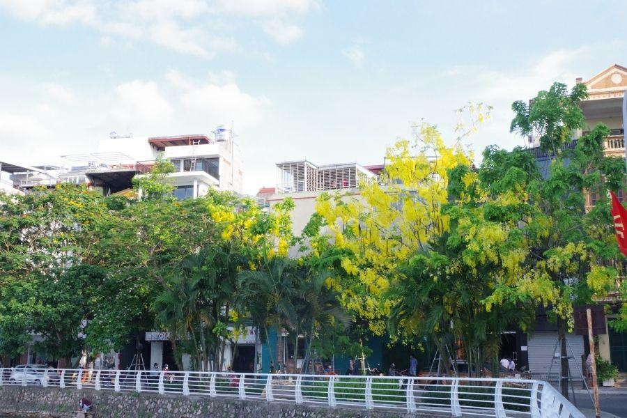 Tuy được trồng rải rác và mỗi khu vực cũng chỉ có từ 1 đến 4 cây, sắc vàng của muồng hoàng yến vẫn nổi bật trong không gian xanh mát bên hồ Tây.