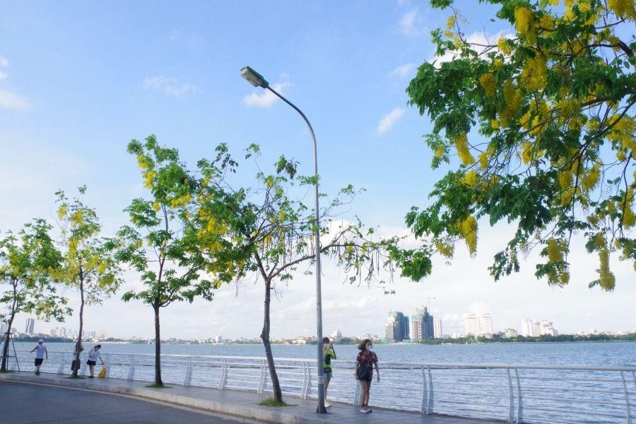 Đi dạo trên con đường ven hồ Tây, ngắm nhìn sắc hoa hoàng yến chắc chắn sẽ mang lại cho bạn nhiều trải nghiệm thú vị.