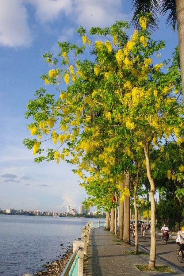 Con đường ven hồ Tây vàng ruộm sắc muồng hoàng yến.