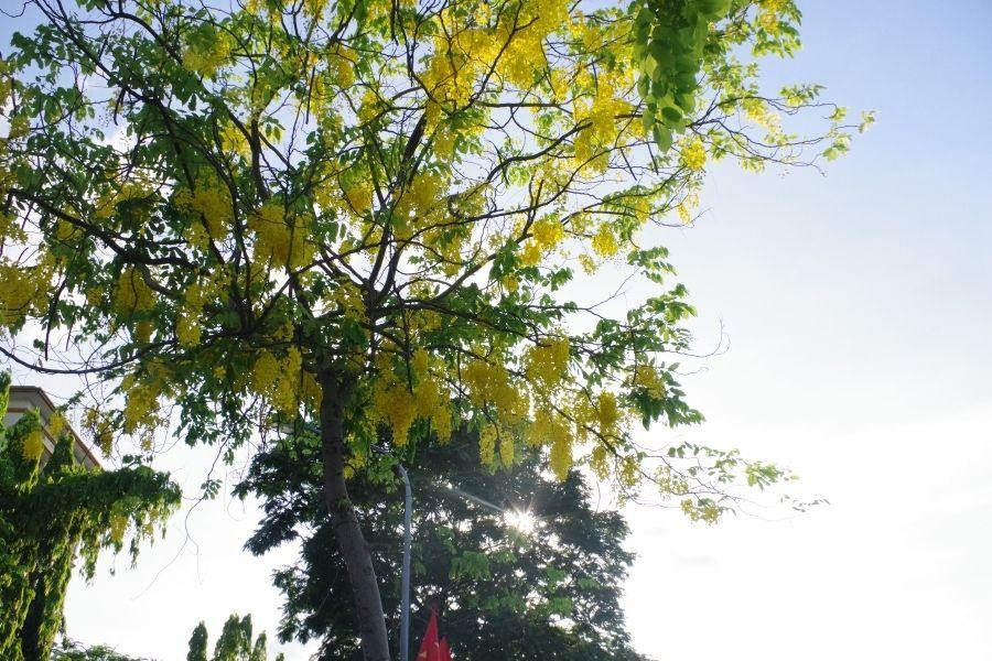 Cùng với bằng lăng tím, phượng đỏ, muồng hoàng yến là loài cây báo hiệu mỗi khi mùa Hạ về.