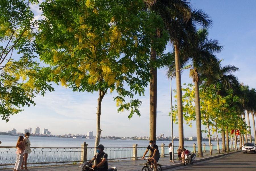 Những ngày cuối tháng 5, những hàng cây muồng hoàng yến bung nở rực rỡ bên hồ Tây.