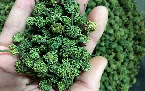 Cả triệu đồng một kg hoa tam thất ảnh 1