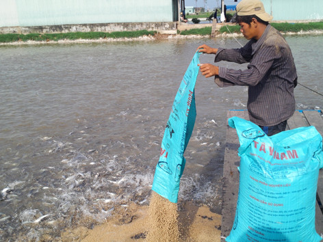 Người nuôi cá tra đang chịu thiệt thòi khi phải gánh nhiều loại phí từ việc nhập khẩu nguyên liệu thức ăn chăn nuôi. Ảnh: thuận an